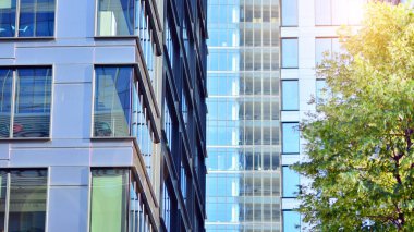 Çevre mimarisi. Yeşil ağaç ve cam ofis binası. Doğanın ve modernliğin ahengi. Modern ticari binanın yansıması güneş ışığıyla cam üzerine.. 