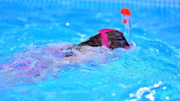 Kind Spielt Schwimmbad Tauchgänge Wasser Sommerurlaub Hause — Stockfoto