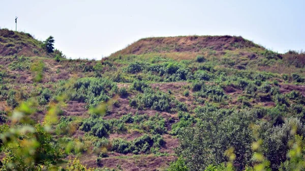 Vackert Skogslandskap Morgonen — Stockfoto