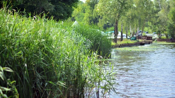 Shore Lake Summer Cattails Grow Shore Grassy Lake — Stock Photo, Image