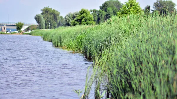 Das Ufer Eines Sees Sommer Rohrkolben Wachsen Ufer Eines Grassees — Stockfoto
