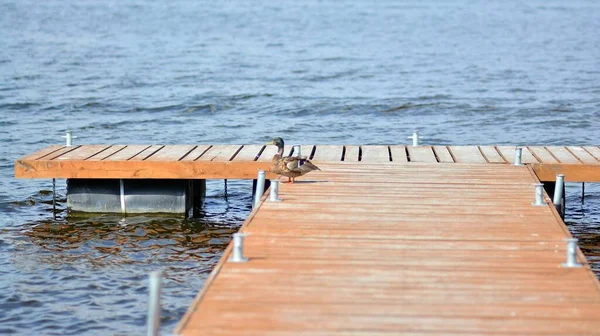 湖上的一个木制码头 — 图库照片