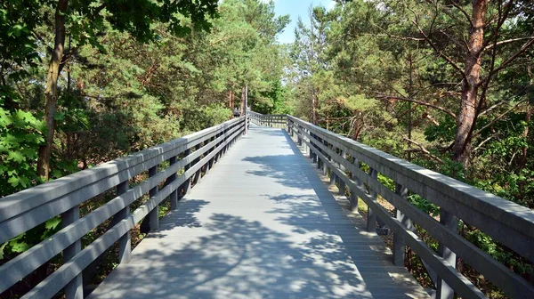 Holzpromenade Zwischen Dem Grün Das Auf Den Dünen Wächst — Stockfoto