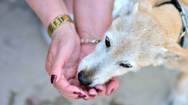 Liten Hund Dricker Kvinnans Händer Varm Solig Dag — Stockfoto