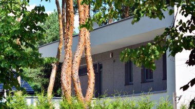 Çevre mimarisi. Yeşil ağaçlar ve ormandaki modern bekar aile binaları. Doğanın ve modernliğin ahengi.