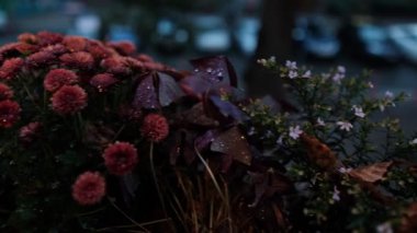 Sonbahar yağmurdan sonra şehirde sakin, alacakaranlıkta su damlayan balkon çiçekleri, huzurlu şehir akşam havası.