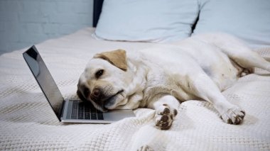 Yatakta dizüstü bilgisayarın yanında yatan yorgun Golden Retriever
