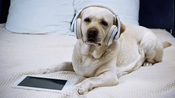 Golden Retriever Fones Ouvido Sem Fio Que Encontram Perto Tablet — Fotografia de Stock