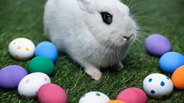 cute rabbit near painted easter eggs on green grass 