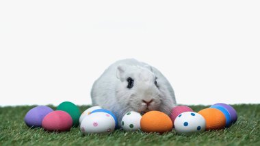rabbit near painted easter eggs on green grass isolated on white