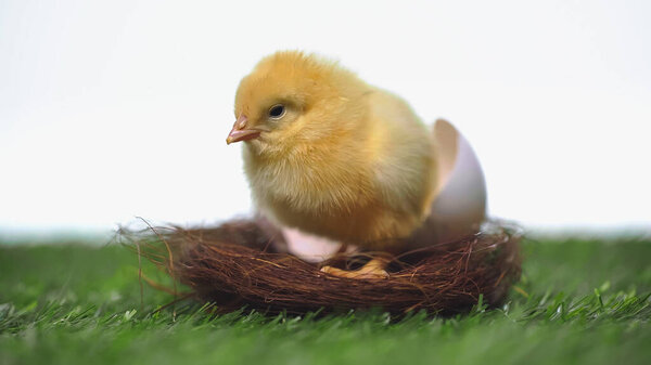 yellow chick sitting in nest with eggshell isolated on white 