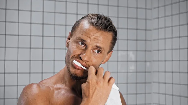 Shirtless man brushing teeth and looking away in bathroom — Stock Photo