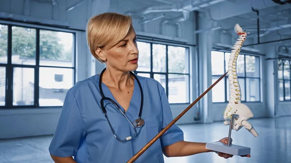 Médico rubio sosteniendo puntero y modelo de columna vertebral en clínica - foto de stock