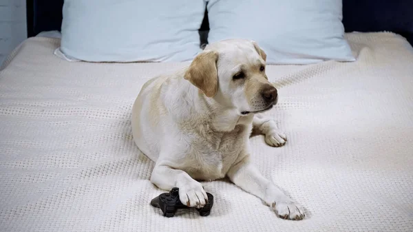 KYIV, UKRAINE - AUGUST 03, 2020: golden retriever near joystick on bed — Stock Photo