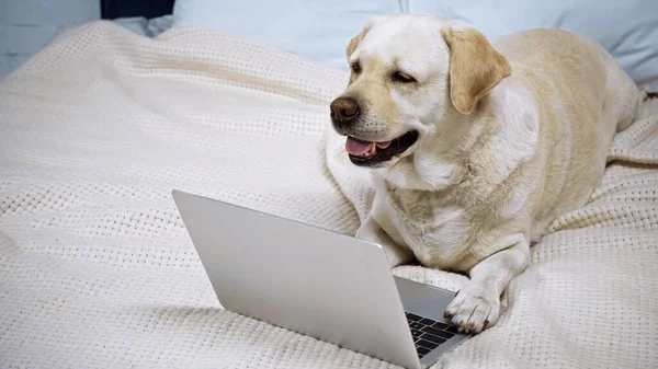 Golden retriever deitado perto de laptop moderno na cama — Stock Photo