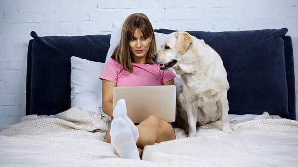 Freelancer using laptop and looking at golden retriever on bed — Stock Photo