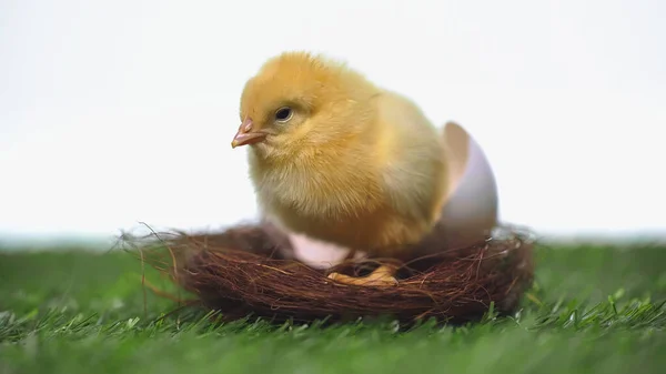 Gelbe Küken sitzen im Nest mit Eierschale isoliert auf weiß — Stockfoto