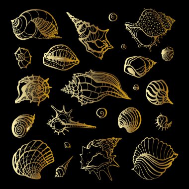 Altın deniz kabuğu. Deniz kabuklarını topluluğu