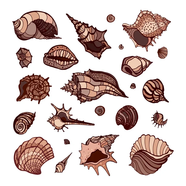 Colección de conchas marinas — Vector de stock