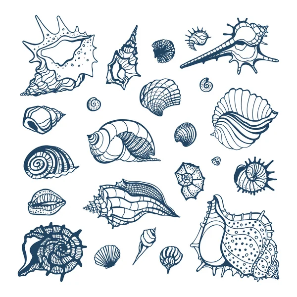 Collection of seashells — Stock Vector