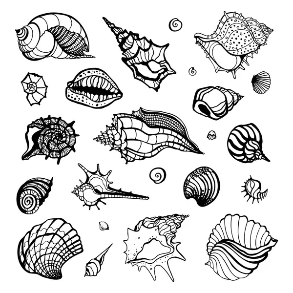 Collection of seashells — Stock Vector