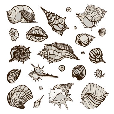 Koleksiyon çeşitli deniz kabukları ile.