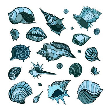 Koleksiyon çeşitli deniz kabukları ile.