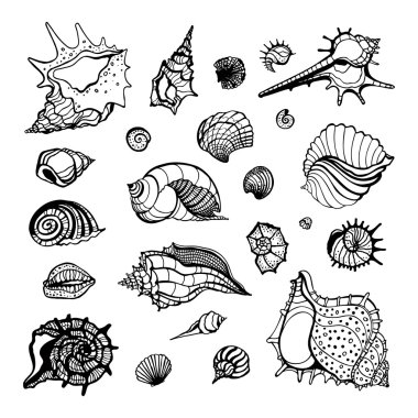 Deniz kabuğu toplama