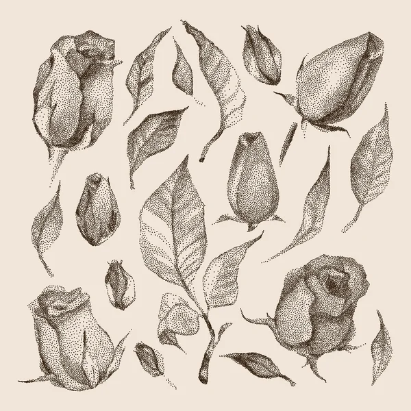 Rosen botanisches Set. — Stockvektor