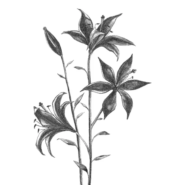 Flower. Black and white Dotwork — Stock Vector