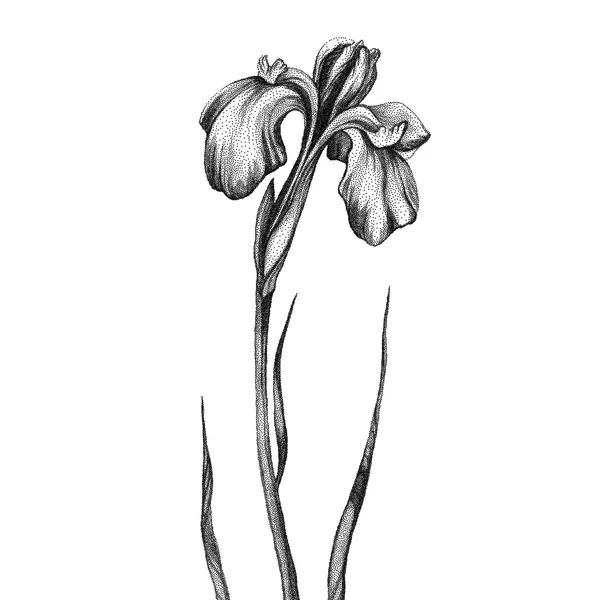 Flor. Blanco y negro Dotwork — Archivo Imágenes Vectoriales