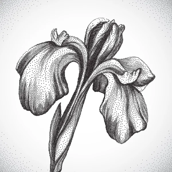 Flor. Blanco y negro Dotwork — Archivo Imágenes Vectoriales