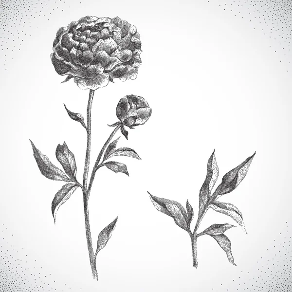 Kwiat. Czarno-biały Dotwork — Wektor stockowy