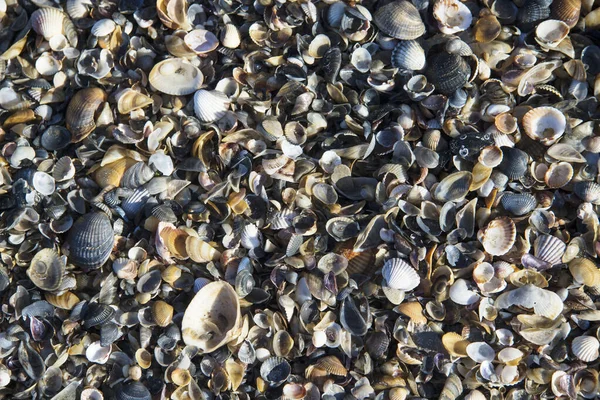 Sea shells seashells close-up on a beach - creative background