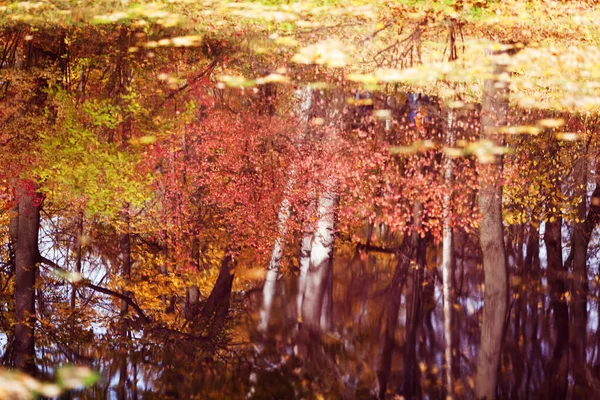 Bomen Het Herfstbos Worden Weerspiegeld Het Wateroppervlak — Stockfoto