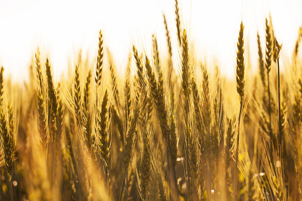 Many ears of ripe wheat on a summer evening