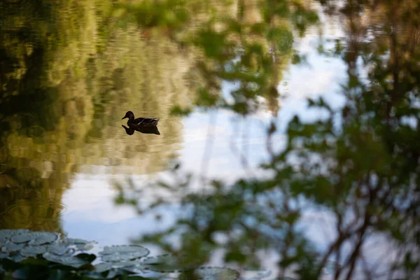 公園の湖で小さな茶色のアヒルの水泳 — ストック写真