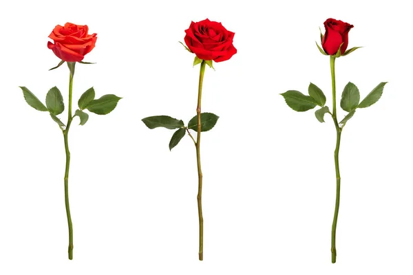 Tres Rosas Rojas Sobre Fondo Blanco —  Fotos de Stock