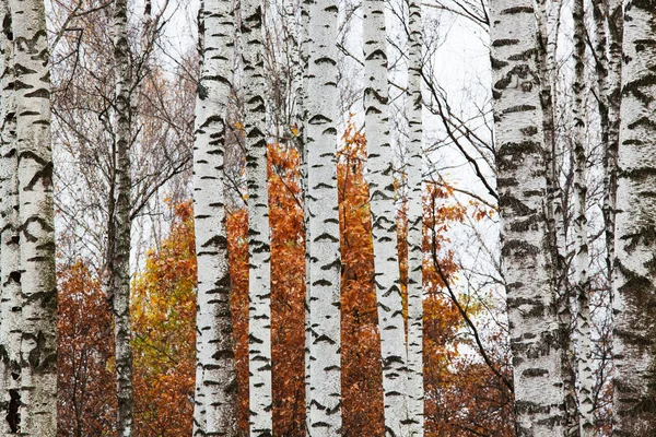 Troncos Blancos Abedules Follaje Rojo Bosque Otoñal — Foto de Stock