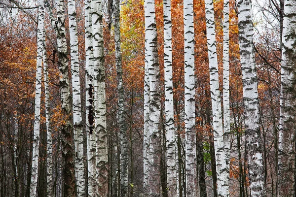 Veel Stammen Van Witte Berken Rood Gebladerte Het Herfstbos — Stockfoto