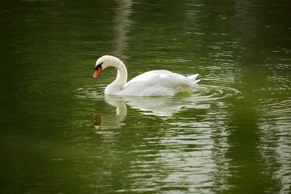 Weißer Schwan schwimmt auf dem Wasser — Stockfoto