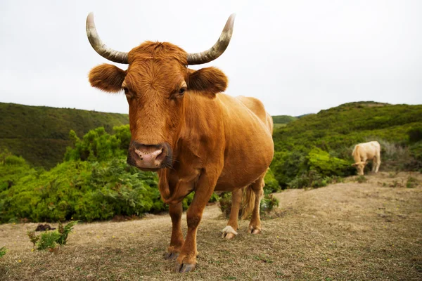 Röd ko med stora horn kurvor — Stockfoto