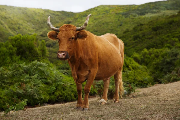 Röd ko med krokiga horn på bete — Stockfoto