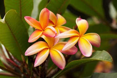 ilginç sarı çiçek