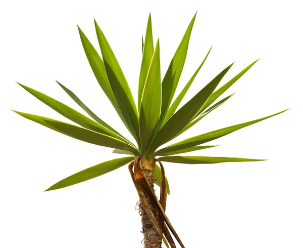 Crohn's tropical palm trees — Stock Photo, Image