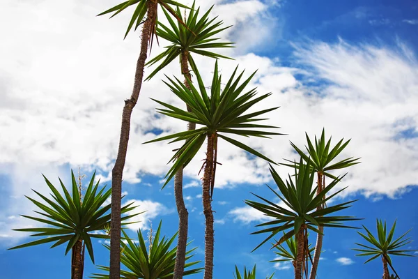 Tall palm trees — Stock Photo, Image