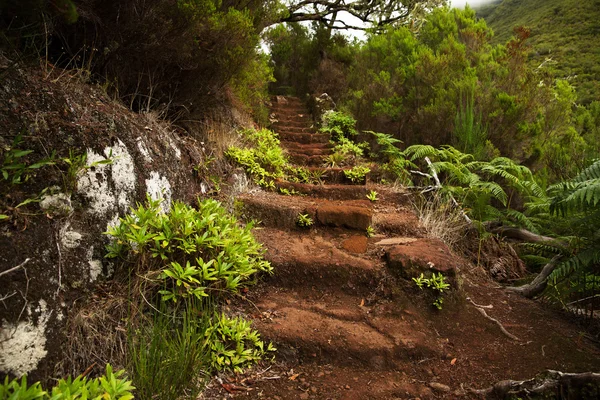 Stary schody w gęsty las zielony — Zdjęcie stockowe