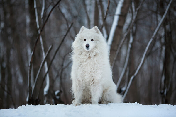 Large white dog sitting on the snow