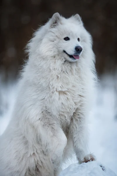 Big dog standing on the front paw Royalty Free Stock Images