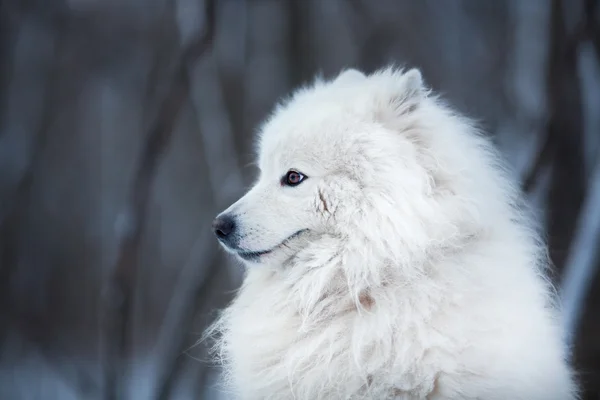 Beyaz köpek oturmak ve bir kenara arıyorsunuz — Stok fotoğraf